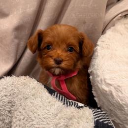 Bella - Caramel red female Australian Labradoodle puppy in Nashville, Tennessee from SF Australian Labradoodles