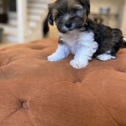 Goldendoodle and Havapoo Puppies from Lady Paws Puppies