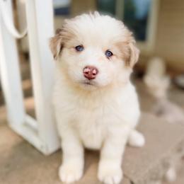 Finch - Merle male Pomsky puppy in Cleveland, Ohio from Lake Point Pomskies