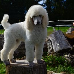 Poodle Puppies from D and D Standard Poodles