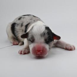 Maze - Blue merle and white male Cardigan Welsh Corgi puppy in Bland, Missouri from Shadey Lane Corgis