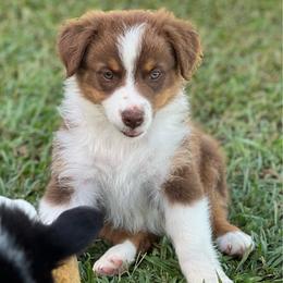 Trooper - Red tri-color male Australian Shepherd puppy in Magee, Mississippi from Paint ByNumbers Ranch