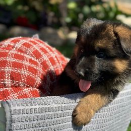 Jack - Black and red male German Shepherd puppy in Hesperia, California from Von Geesa