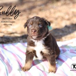 Sully RTM5 - Red tri male Miniature Australian Shepherd puppy in Nacogdoches, Texas from TK Standard, Mini, & Toy Aussies