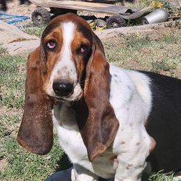 Fancy - Basset Hound