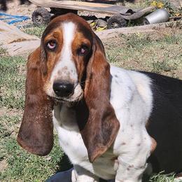 Fancy - Basset Hound
