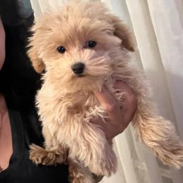 Lady Ada- Green Collar - Apricot female Maltipoo puppy in Southern,, California from Maltipoo Tiny Pups & More