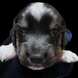 Baby Boy 2 - Mo - Piebald male Dachshund puppy in Salem, Oregon from Long'd Fore Dachshunds