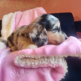 Girl 1 - female Dachshund puppy in Grants Pass, Oregon from vom Treuen Wachter
