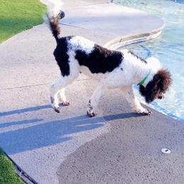 Poodle Puppies from Reeves Family Standard Poodles