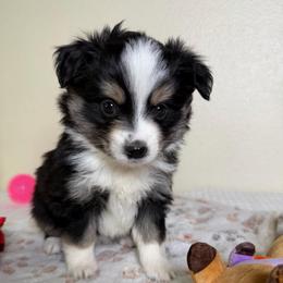 Cozy - Black tri female Miniature American Shepherd puppy in Tonasket, Washington from V5 Aussies