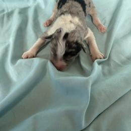 Boy 5 - Blue merle male Australian Shepherd puppy in Worcester County, Massachusetts from O’Kejas  Kennel