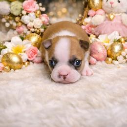 Dark Fawn Girl - Seal brindle and white female Boston Terrier puppy in San Antonio, Texas from JT Bostons