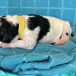 Aussiedoodle Puppies from Sunshine Aussiedoodles Idaho