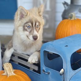 Marco SALE 2500 - Chocolate male Pomsky puppy in Christiana, Tennessee from Smoky Mountain Pomskies