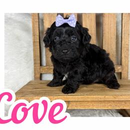 Cove - Black and white female Assorted Doodle Crosses puppy in Garland, Texas from Brewer's Doodles and French Bulldogs