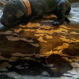Brown - Chocolate male Labrador Retriever puppy in Lawton, Michigan from DuckAlly Kennel