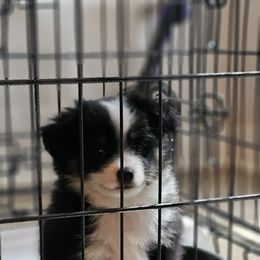 Miniature Australian Shepherd Puppies from Scearce breeders