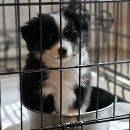 Miniature Australian Shepherd Puppies from Scearce breeders