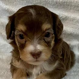 Aussiedoodles from The Puppy Farm