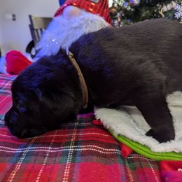 Labrador Retriever Puppies from Starfire Labradors