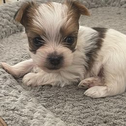 Tucker - Parti male Yorkshire Terrier puppy in Carencro, Louisiana from Ledet’s Yorkies