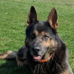 German Shepherds from Telschow Shepherds