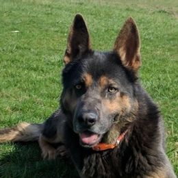 German Shepherds from Telschow Shepherds