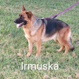 Irmuska - German Shepherd