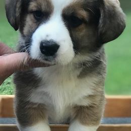 Cardigan Welsh Corgi Puppies from Penfro Corgis