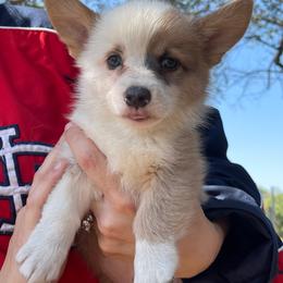 Pembroke Welsh Corgi Puppies from Chase Em All Corgis