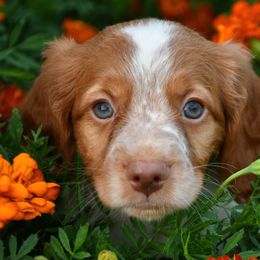 Tater - Orange roan male Brittany puppy in Hollidaysburg, Pennsylvania from Royal Flush Farms