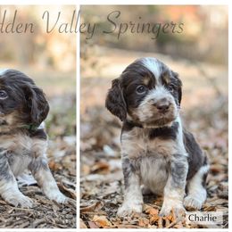 Charlie - Tri-Roan male English Springer Spaniel puppy in Westminster, South Carolina from Hidden Valley Springers
