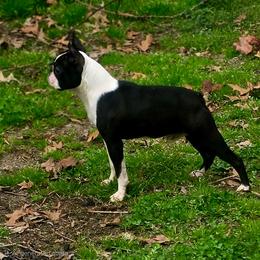 Linc - Boston Terrier