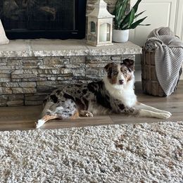Aussiedoodles and Australian Shepherds from Autumn's Aussies
