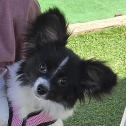 Papillon puppies from Mishmo's Shibas and Papillons