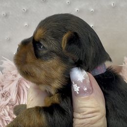 Donner - Blue and gold male Yorkshire Terrier puppy in Oscoda, Michigan from Sweet Bella Babies