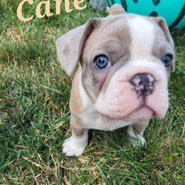 Cavalier King Charles Spaniel and French Bulldog Puppies from Pugs, Frugs and Frenchies