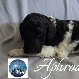 Aphrodite - Parti female Poodle puppy in Petersburg, Virginia from Epic Quest Standard Poodles