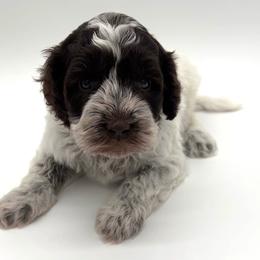 Mickey - Chocolate male Australian Labradoodle puppy in Denton, Texas from Dignity Labradoodles