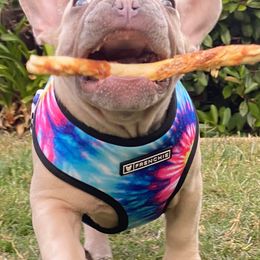 French Bulldogs from Lulu’s Frenchies