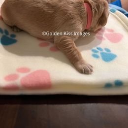 Golden Retriever Puppies from Golden Kiss Retrievers