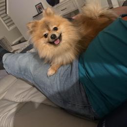 Beni - Pomeranian