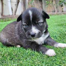 Mollie - Black and white female Pomsky puppy in Southern California, California from SoCal Pomskies LLC