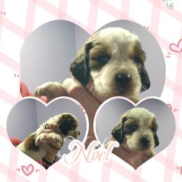 Noel - Liver white and tan female English Springer Spaniel puppy in Westover, Maryland from Sterling's springer Haven