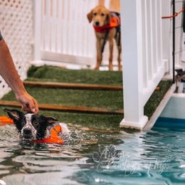 Border Collie, Golden Retriever, and Sporty Mix Puppies from Turbo Border Collies & Coltrievers