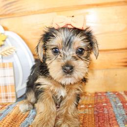 Sasha - Black and tan female Yorkshire Terrier puppy in Hugo, Oklahoma from Ann R.