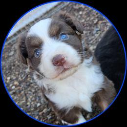 Dusk - male Toy Australian Shepherd puppy in Snowflake, Arizona from Halfpint Aussies