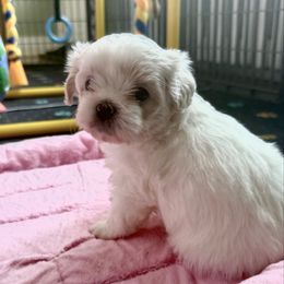 Lucy - White female Shihpoo puppy in Whitehall 18052, Pennsylvania from Lilli’s Shih tzus and Shih poos