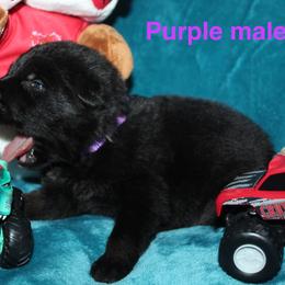 Purple male - Bi-color male German Shepherd puppy in Ann Arbor, Michigan from Von Der Havier German Shepherds